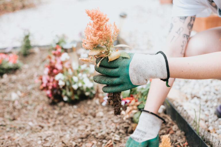 Close up hand planting a new plant on the garden while using working gloves